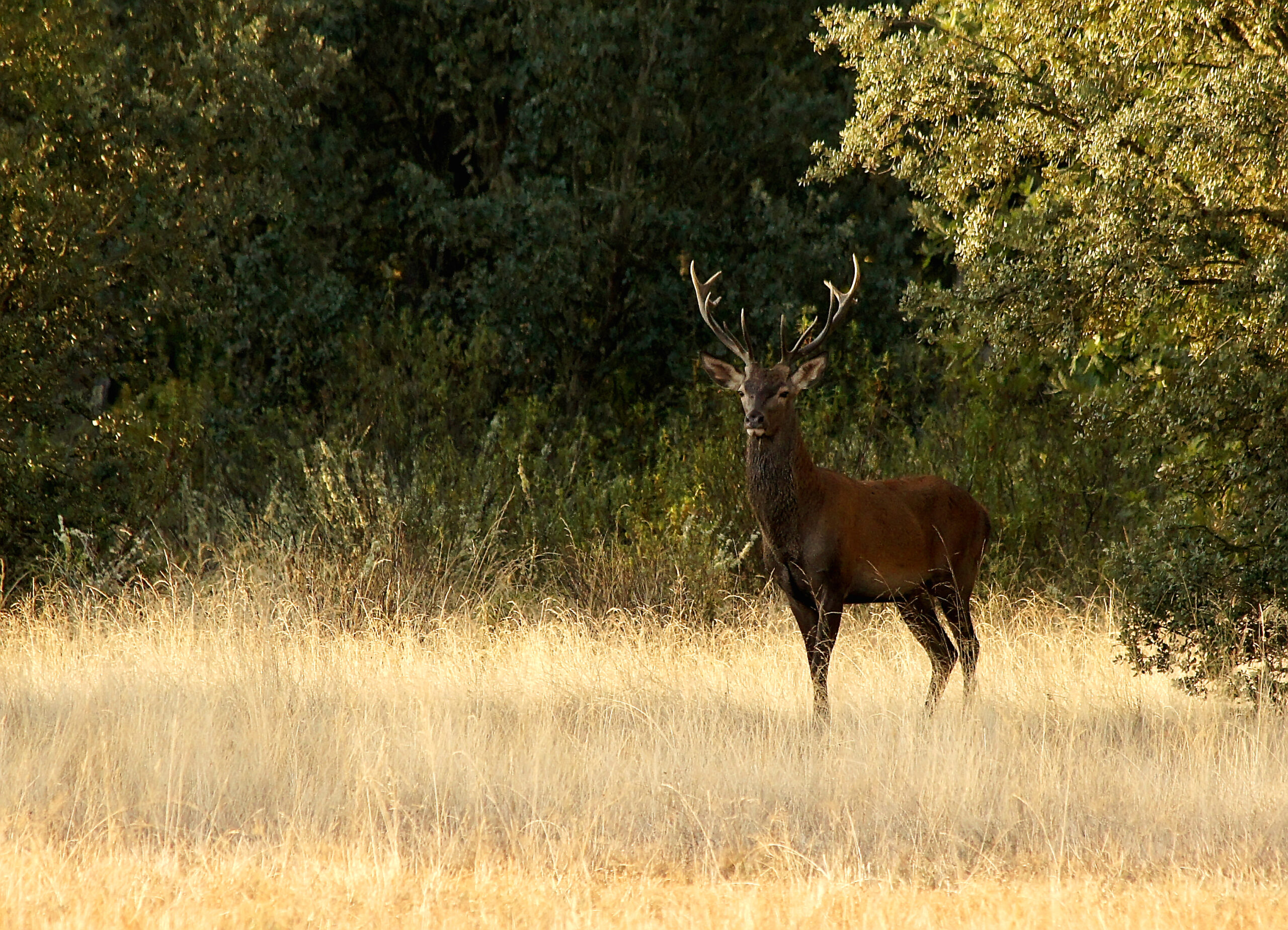 Deer at Laguna del Perro2 (copy 1)